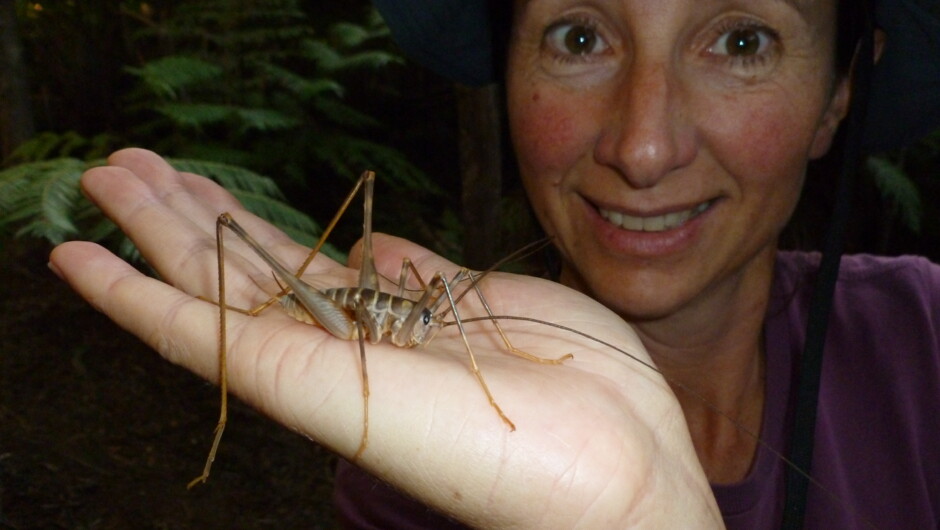 A cave weta.  this large, primitive insect is found only in New Zealand.