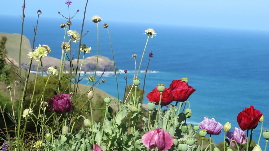 Poppies and our view of the Pacific Ocean
