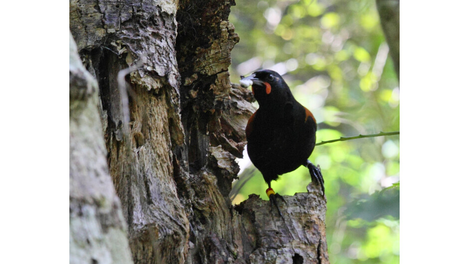 Let us help you design your New Zealand birding itinerary to ensure you target exactly what you want to see and do.