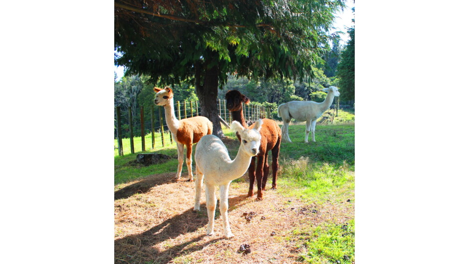 Our pet alpacas