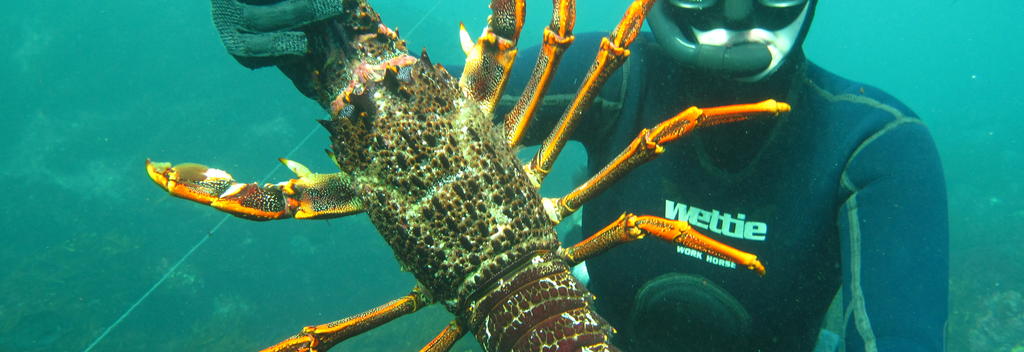 Salt+Earth: free dive for crayfish
