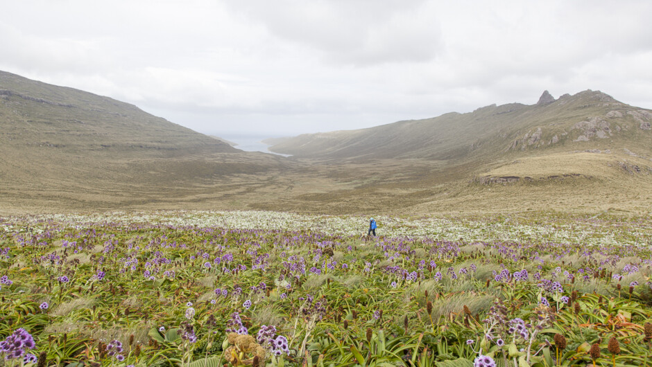 Flowering Megaherbs on New Zealand's Subantarctic Islands