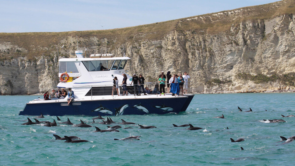 Our dolphin vessel "Lissodelphis" with a pod of dusky dolphins on the Kaikoura Coast.