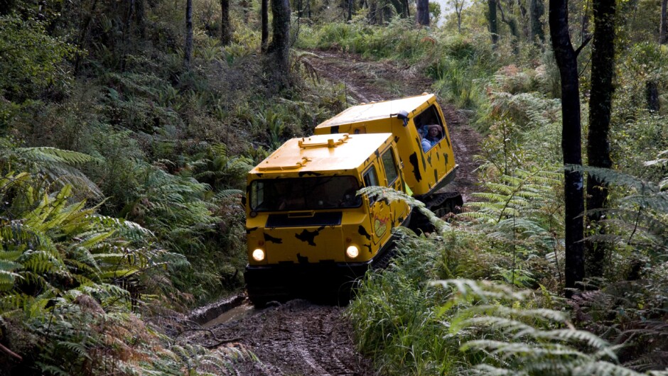 Stay warm and dry inside while the Hagglund takes you in the heart of the rainforest.