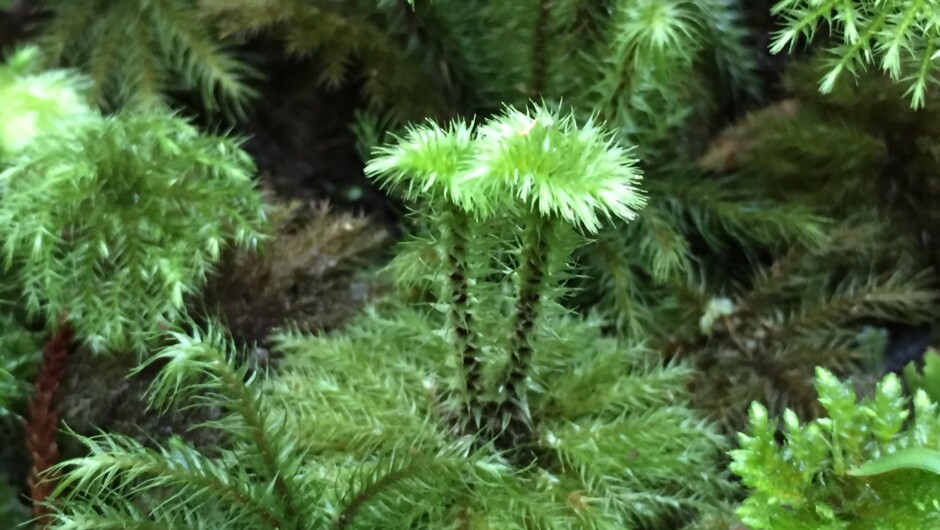 Umbrella Moss