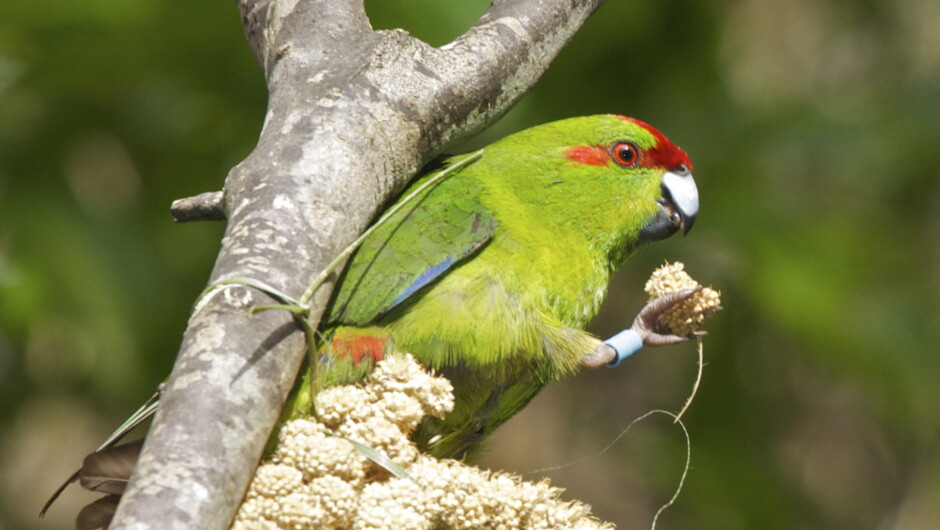 Kākāriki (Red-Crowned Parakeets) are a highlight of the Zealandia experience