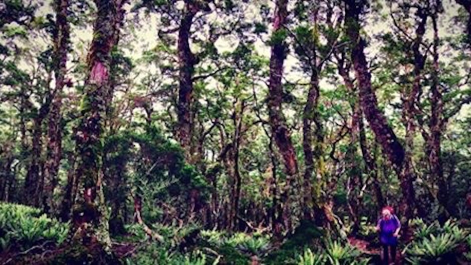 Hiking on the Routeburn Track, NZ.