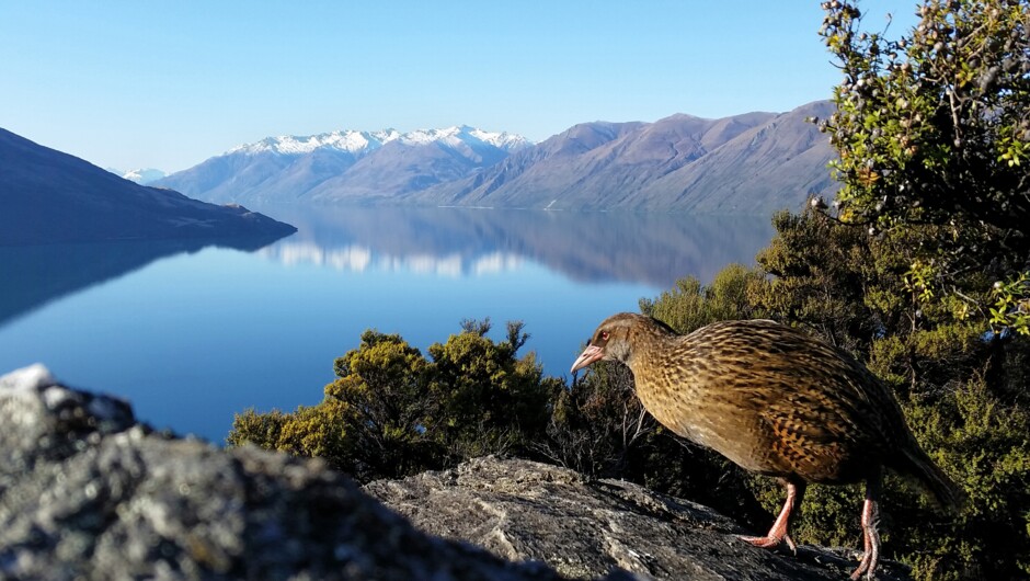 Eco Wanaka Adventures