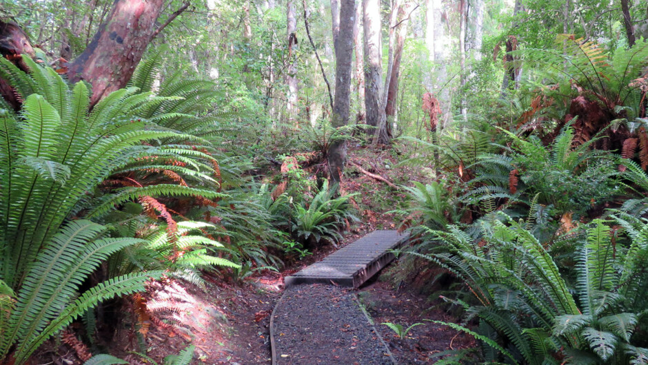 Ulva Island forest.