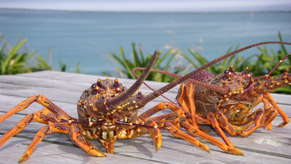 crayfish is on the menu