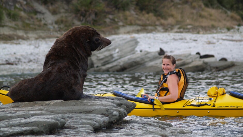 Get up close and personal withthe Marine Life of New Zealand on a guided tour with Kaikoura Kayaks.