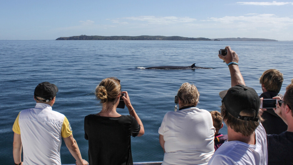 The Bryde's whale is the most common whale species seen in the Hauraki Gulf. Viewed year-round these impressive whales are surface feeders and provide spectacular encounters for those on board.