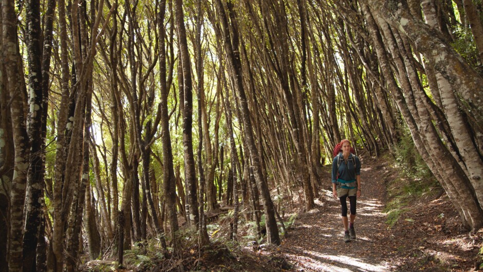 Rakiura Track, regenerating Kamahi forest