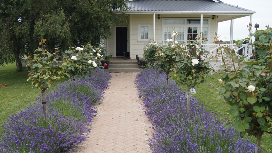 Lavender and Roses