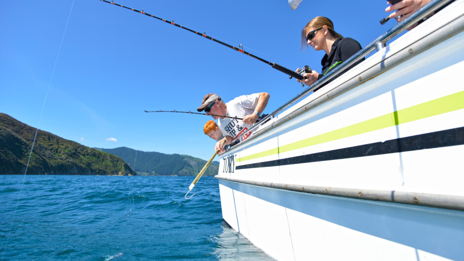 Fishing charters in the idyllic Queen Charlotte Sound with Sounds Connection.
