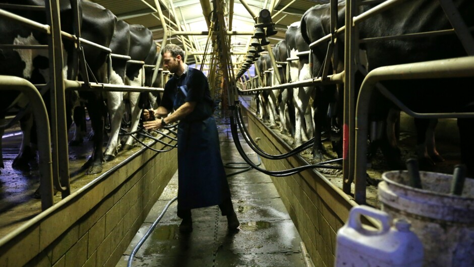 Cows being milked in shed