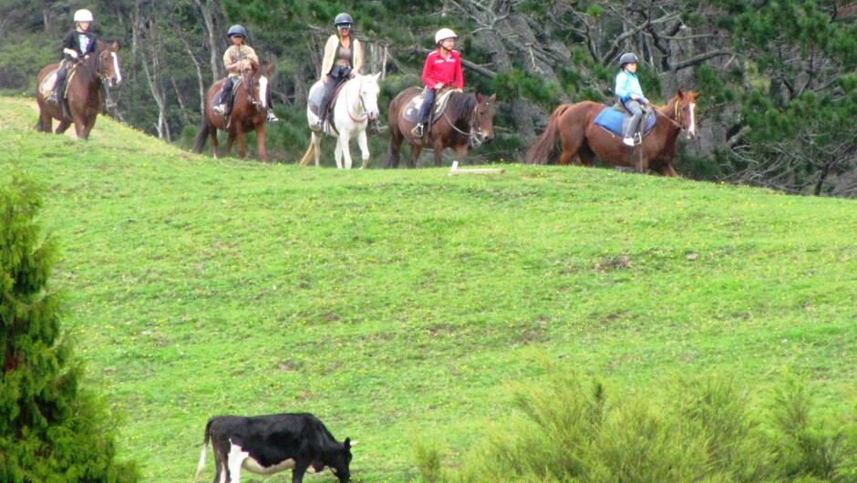 Karamu Trail Track