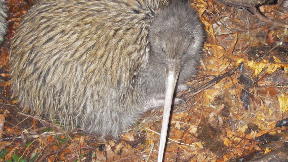 Wild Kiwi Encounter - Stewart Island