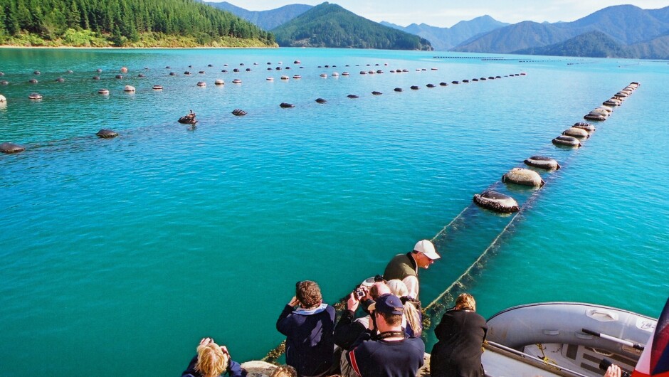 Scenery on the Mussel Cruise