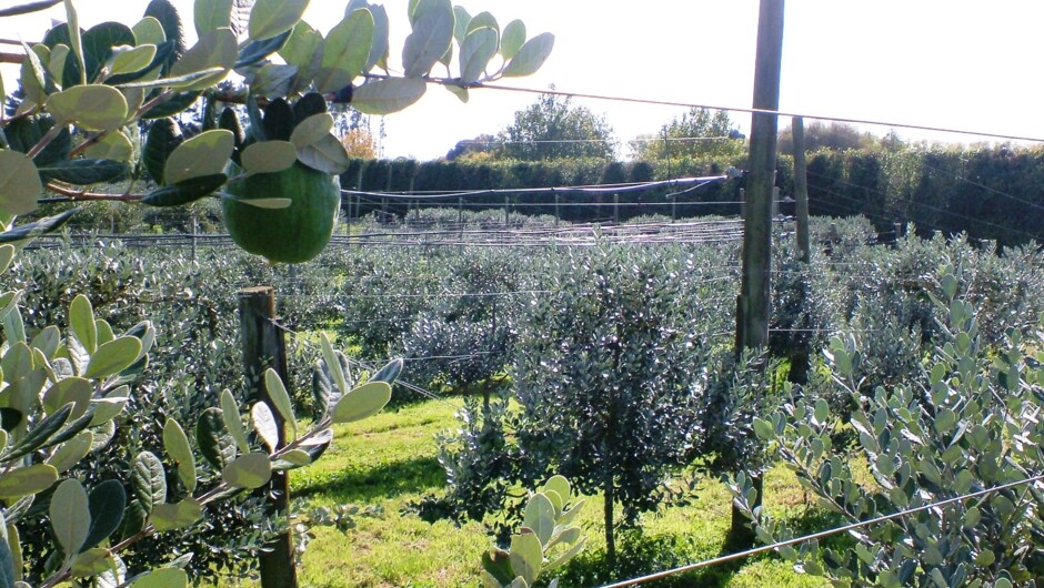 Part of the feijoa orchard that the B&B is situated on.