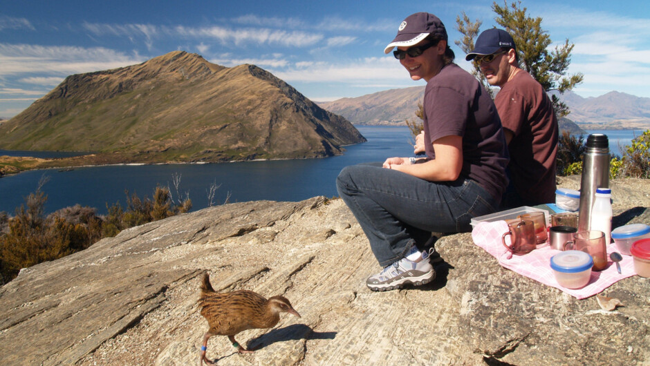 Your morning begins with a cruise on Lake Wanaka to Mou Waho Island to see rare native birds like this Weka!!