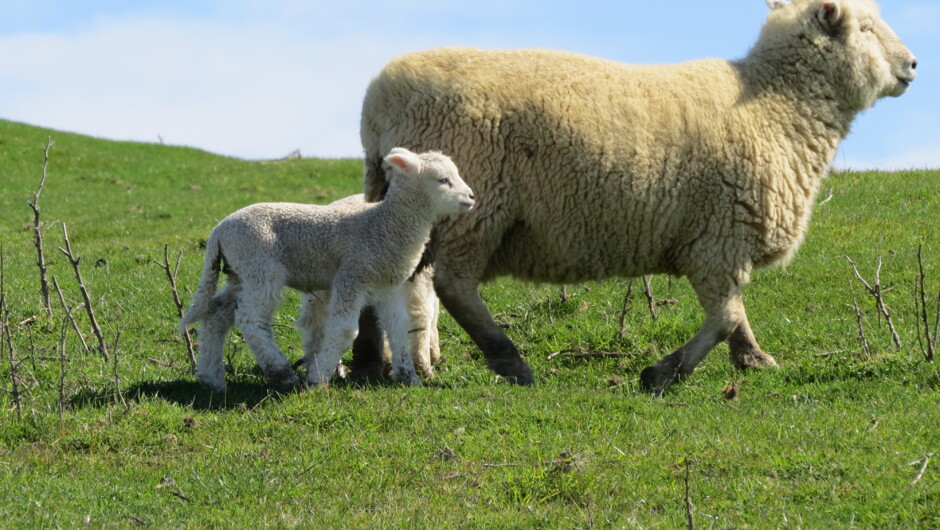A sheep and it's lamb