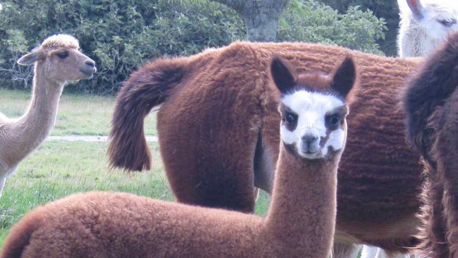 Stansborough Alpacas