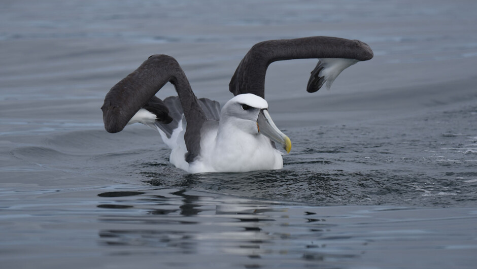 White-capped mollowmawk settling on the water.