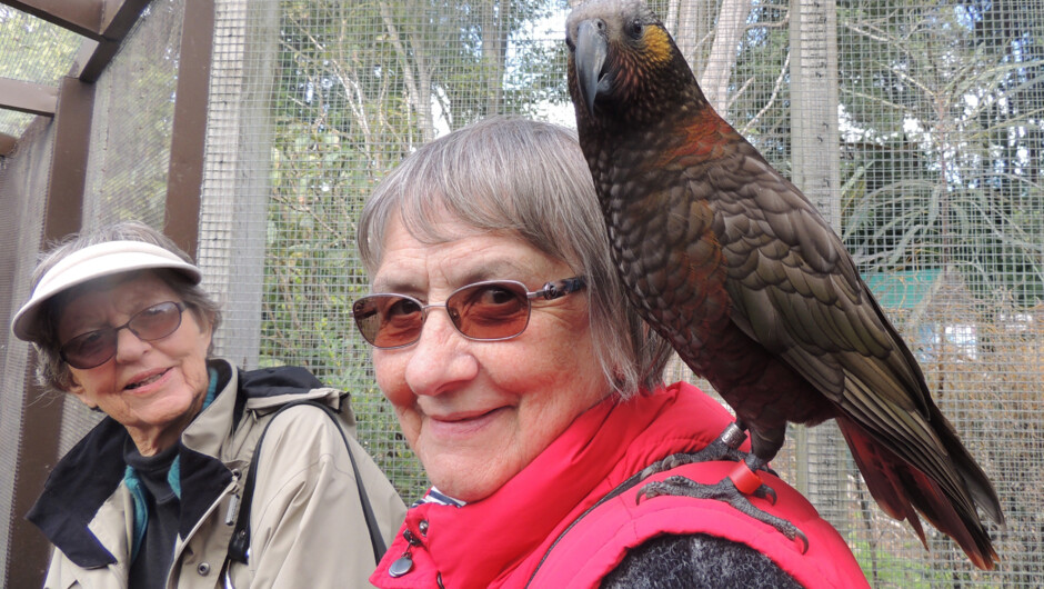 Visitor with a friendly Kaka