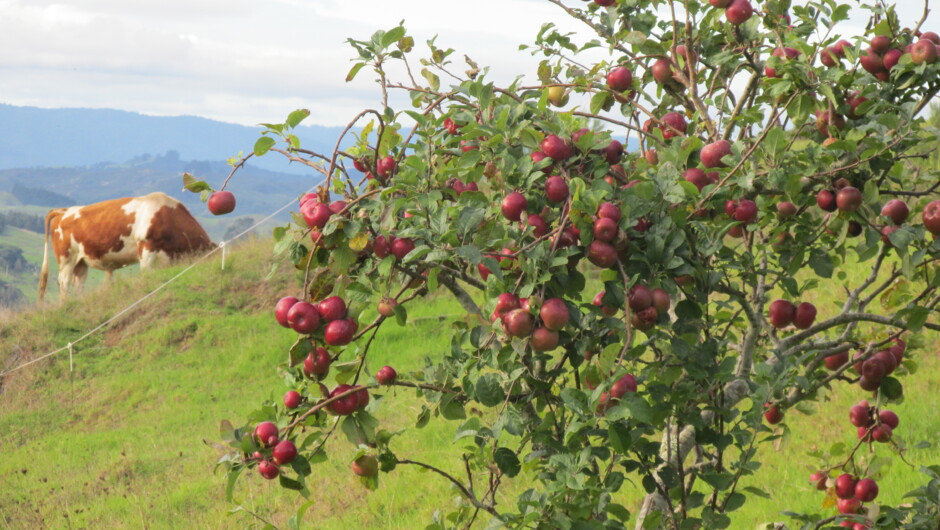 Apple crop (& bull in background)