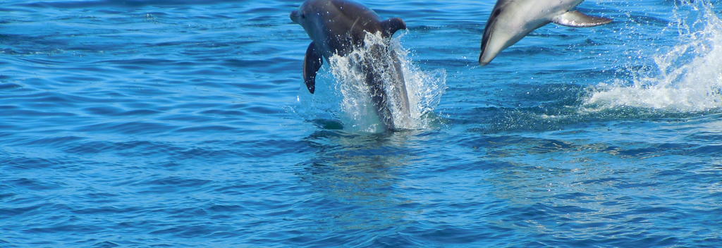 Swimming with the Bay of Islands Wild Dolphins