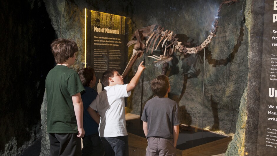 Moa Skeleton (Te Awa)