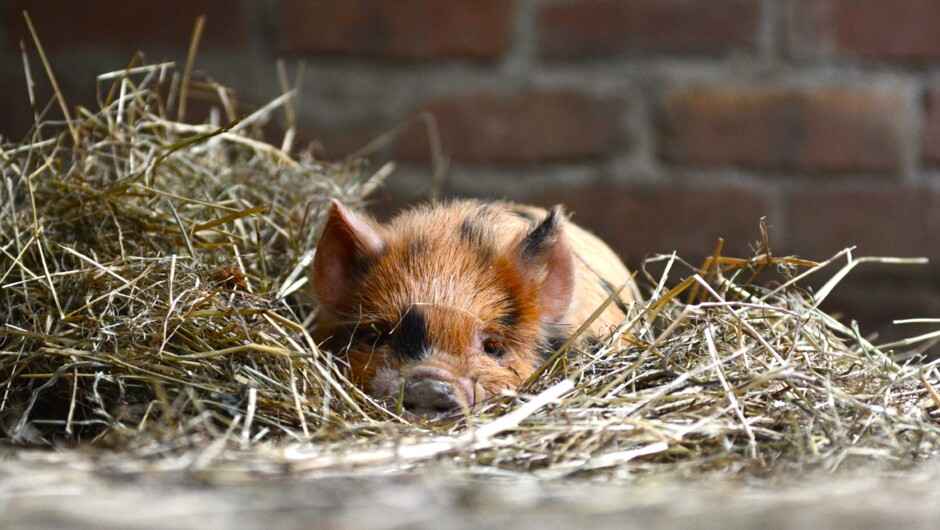 Kune Kune Piglet at Staglands