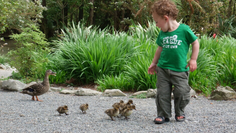 Boy & Ducklings