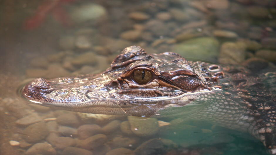 One of our Alligators having a cheeky swim