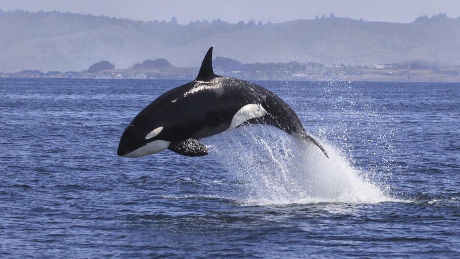Remarkable Orca killer whales visit the shores of the Bay of Plenty and hunt in the shallow waters. These visitors are seen all year round as they circumnavigate New Zealand