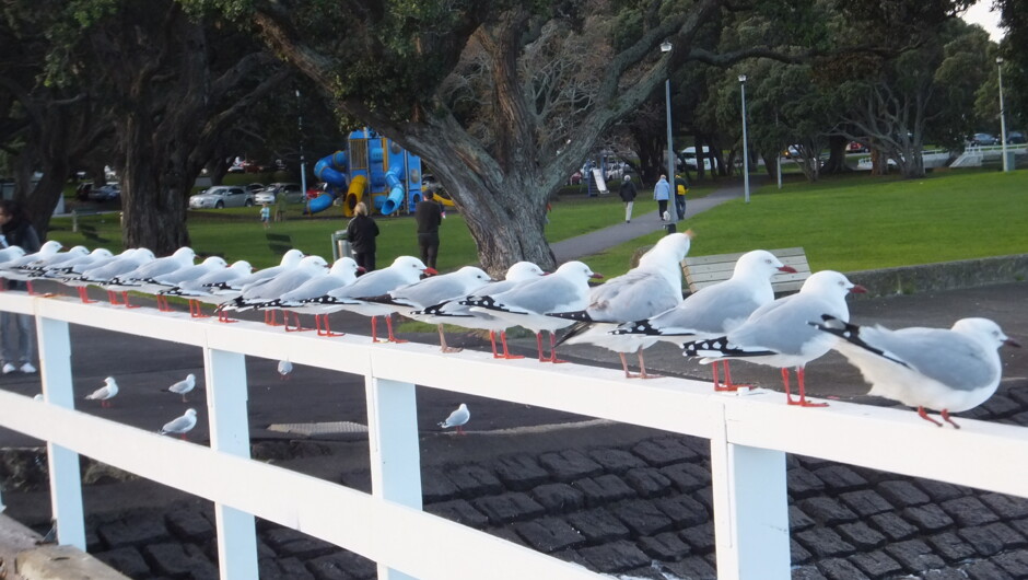 Even the birds line up to watch us