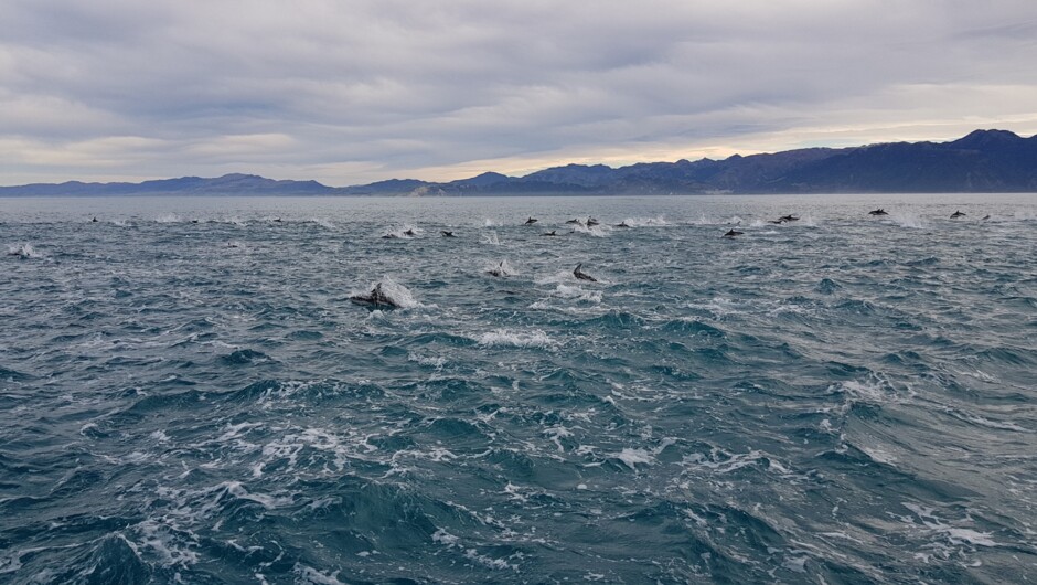 Large pod of Dusky Dolphins
