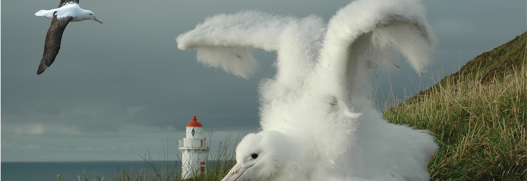 Royal Albatross chick at Pukekura Taiaroa Head