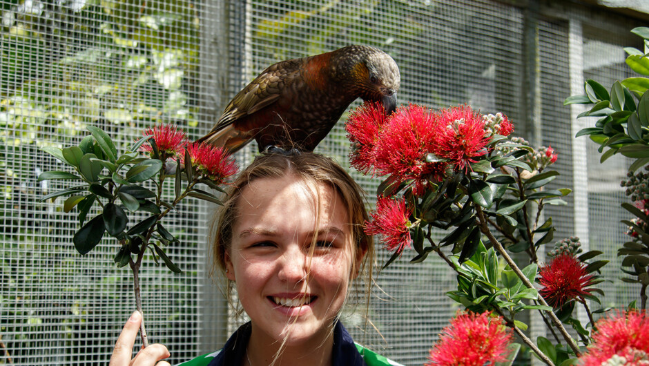 A kākā can't resist when pohutukawa flowers are offered up on a Feed Out Tour.
