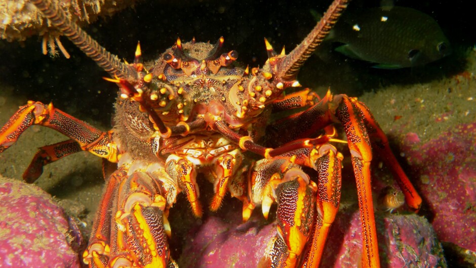 Close up crayfish, Cathedral Cove Dive & Snorkel.