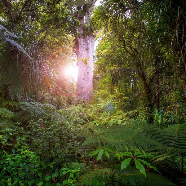 Tane Māhuta im Sonnenschein