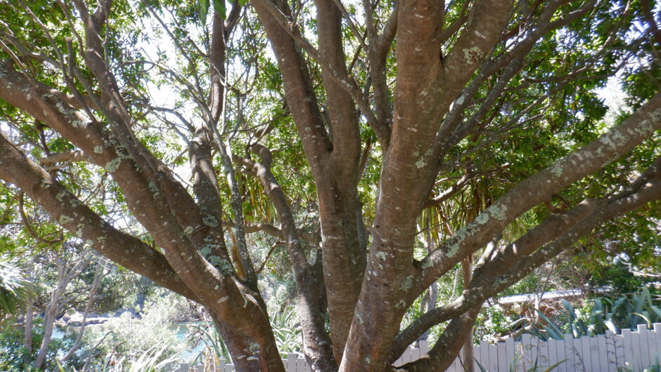 A beautifully luscious tree on the lookout near Goat Island.