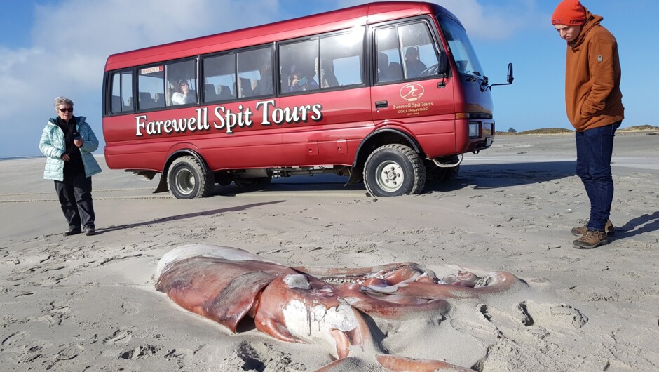 Giant Squid Washed up on the shore