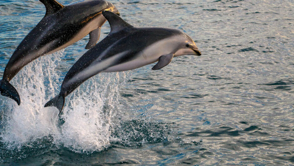 Swim with the dolphins in Kaikoura