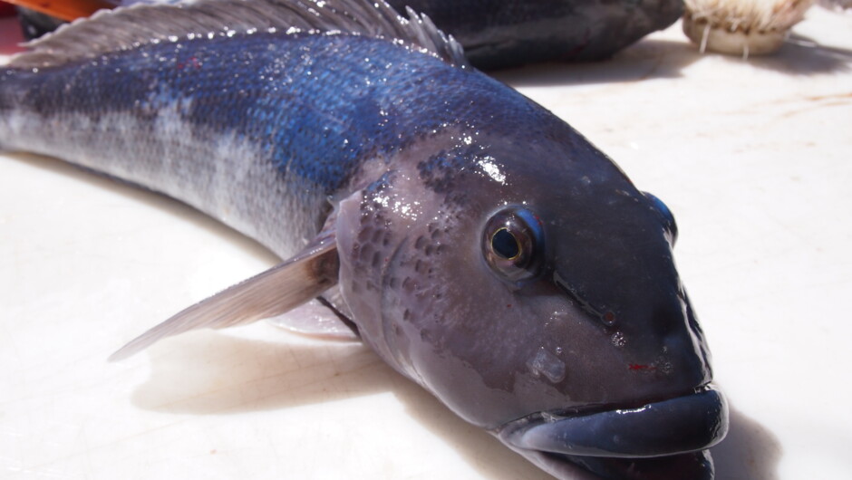 Blue cod