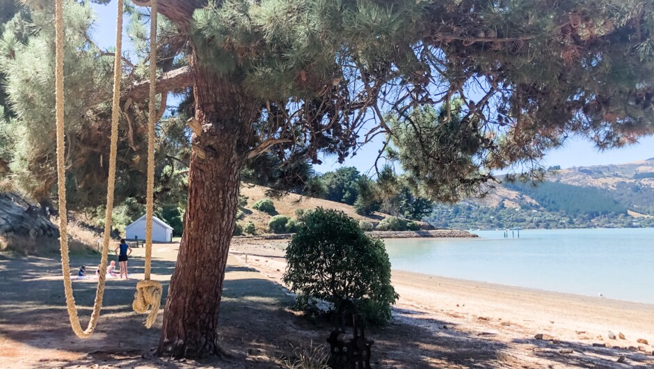 Quail Island beach and rope swing