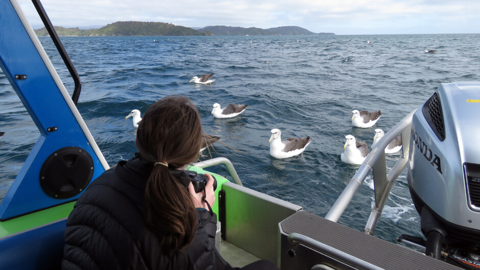 Enjoying mollymawks - small albatross on our wildlife cruise.