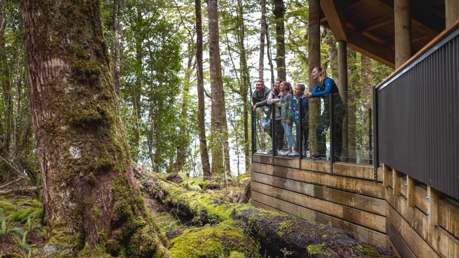 Te Anau Glowworm Caves - Nature Walk