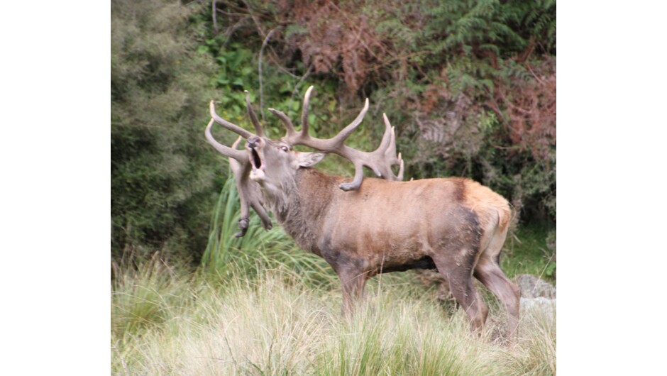 Large Red Stag roaring 2022